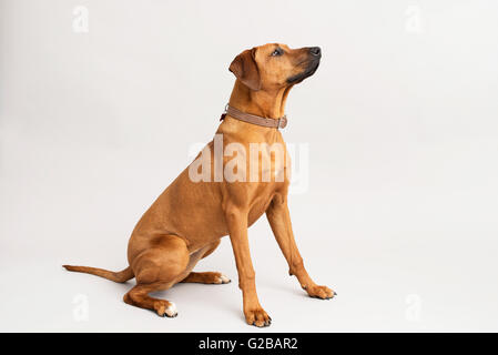 Hund suchen sitzen während des Trainings Stockfoto