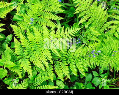 Frische Wald Farne und Glockenblumen in Middleton Woods Ilkley, West Yorkshire England Stockfoto