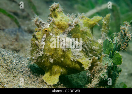 Great Barrier Reef, Queensland, Cairns, bemalte Anglerfisch (Antennarius Pictus) grün, Pazifik, Australien Stockfoto