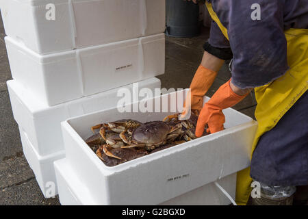 Fischhändler Auswahl Krabben aus Schaum-Boxen Chinatown Fischmarkt, Stadt Vancouver Stockfoto