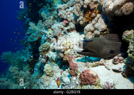 Riesen Muräne (Gymnothorax Javanicus), Rotes Meer, Ägypten Stockfoto