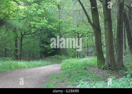 Rundschnitt englische Waldgebiet mit track Stockfoto