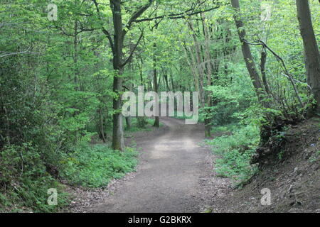 Rundschnitt englische Waldgebiet mit track Stockfoto