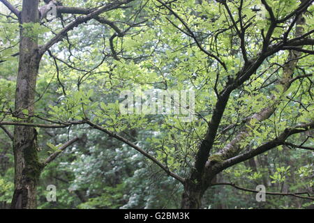 Dekorative Bäume mit ausladenden Ästen Stockfoto