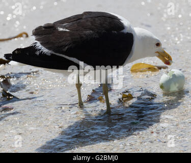 Das Kap Möwe (Larus dominicanus vetula), Fütterung auf einem gestohlenen Pinguin Ei Stockfoto