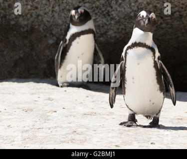 Ein paar der afrikanischen Pinguine (Spheniscus Demersus), am Boulders Beach Stockfoto