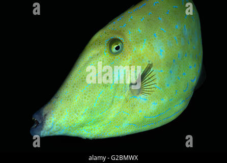 Scrawled Feilenfisch, Broomtail Feilenfisch, Scribbled Lederjacke oder blau-gefütterte Lederjacke Unicornfish (Osbeckia Scripta) Stockfoto