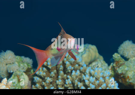 Meer Goldie, Lyretail Coralfish, Lyretail Anthias, Orange Schmetterling Barsch, Orange Basslet (Pseudanthias Squamipinnis) Stockfoto