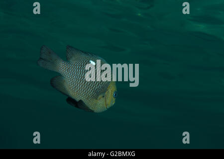 Threespot Dascyllus, holde Maid Fisch, Domino Riffbarsch, White Spot Puller, Whitespotted Humbug (Dascyllus Trimaculatus) Stockfoto