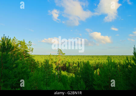 Aerial Landschaft mit Kiefernwald in Pommern, Nordpolen wachsen. Stockfoto