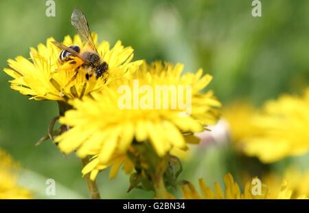 Biene auf gelber Löwenzahn Stockfoto