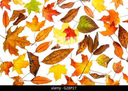Ausschnitt des bunten Herbst Blätter verstreut auf einem weißen Hintergrund. Stockfoto