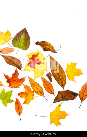 Ausschnitt des bunten Herbst Blätter auf einem weißen Hintergrund und Platz für Text verstreut. Stockfoto