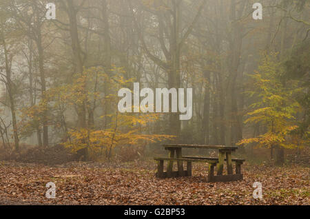 Picknickbank im Misty Forest Stockfoto