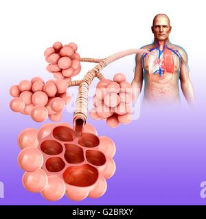 Menschlichen Alveolen, Abbildung. Stockfoto