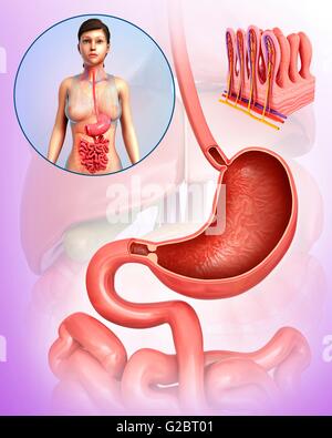 Menschliche Verdauungssystem, Abbildung. Stockfoto