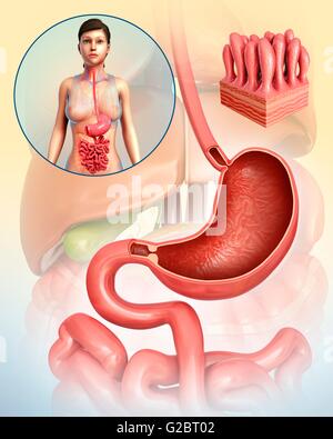 Menschliche Verdauungssystem, Abbildung. Stockfoto