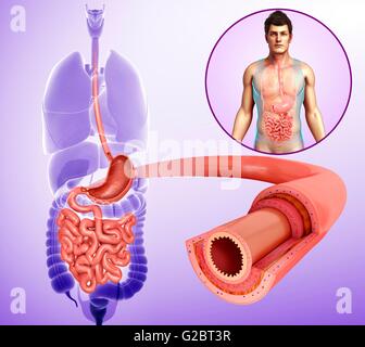 Menschliche Verdauungssystem, Abbildung. Stockfoto