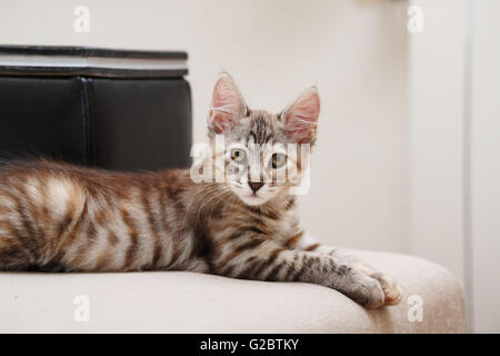 Kurilen Bobtail graues Kätzchen in die Kamera schauen. Reinrassige Katze. Nette und lustige Kätzchen. Haustier. Stockfoto