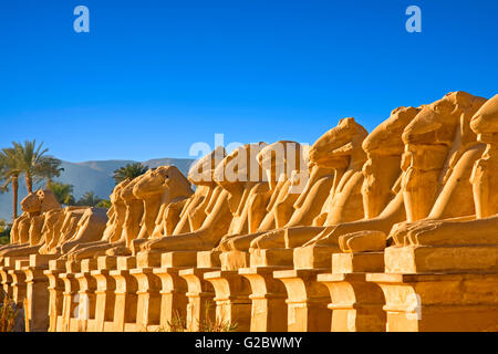 Die Allee der Rams am Tempel von Karnak in Luxor Stockfoto