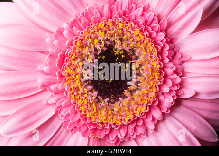 Rosa Gerbera Close Up Makro Bild. Stockfoto
