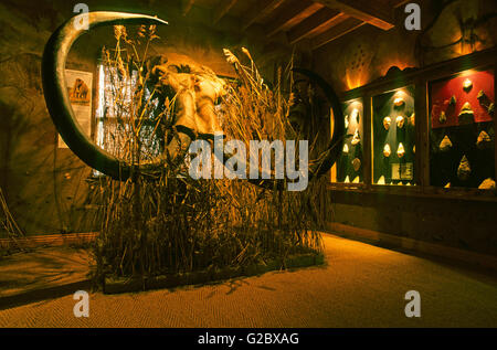 Schädel und Stoßzähne Wooly Mammut (Mammuthus Primigenius), Celtic und prähistorische Museum, Halbinsel Dingle, County Kerry, Irland Stockfoto