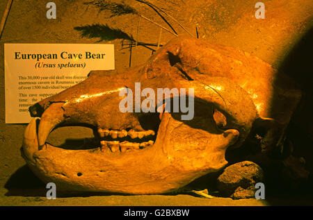 Schädel des Europäischen Bären (Ursus Spelaeus), Celtic und prähistorische Museum, Halbinsel Dingle, County Kerry, Irland Stockfoto