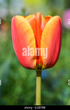 schöne gelbe, orange und rote Tulpe Blume Stockfoto