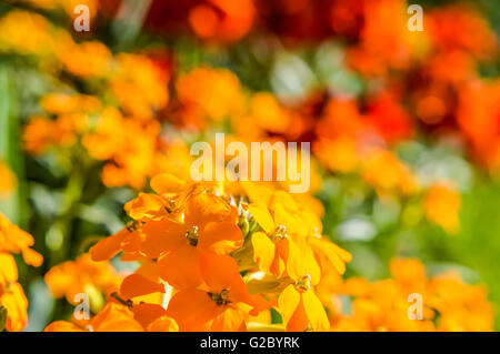 gelb, orange und rot Mauerblümchen Blumenbeet Stockfoto