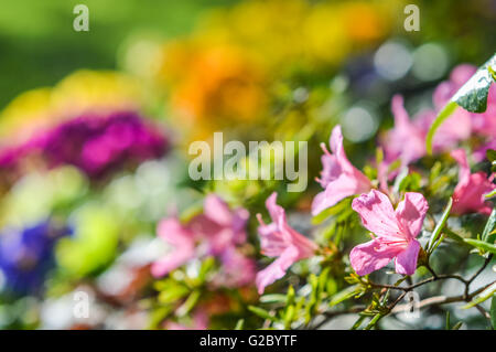 bunte Blumenbeet mit Rosa Azalee Blumen Stockfoto