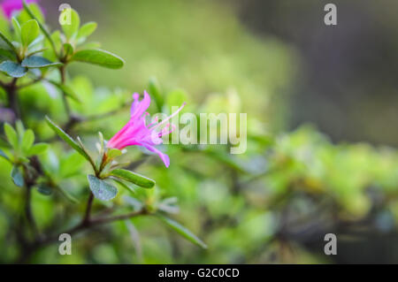 Zweig mit Rosa Azalee Blume Stockfoto