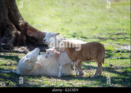 Familie von Schafen im Schatten Stockfoto