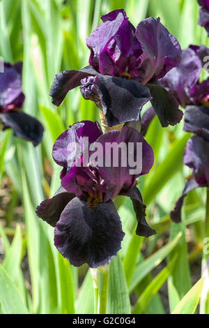 Iris, schwarzer Schwan Stockfoto