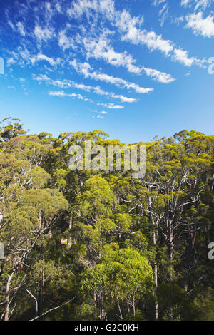 Blick auf Prickeln Bäume von Treetop Walk im Tal der Riesen, Walpole, Westaustralien, Australien Stockfoto