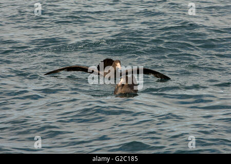 Nördlichen Riesen Sturmvögel schwimmen auf den Pazifischen Ozean in der Nähe der Küste von Kaikoura in Canterbury in Neuseeland. Stockfoto