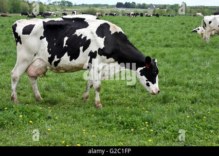 Holstein-Rinder Herde weiden auf einem Feld-Hof Stockfoto