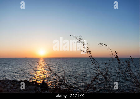 Sonnenuntergang mit Brach in Asien statt. Stockfoto