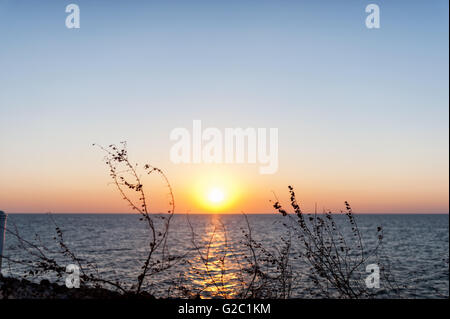 Sonnenuntergang mit Brach in Asien statt. Stockfoto