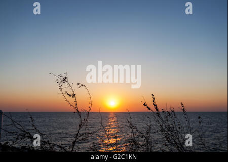 Sonnenuntergang mit Brach in Asien statt. Stockfoto