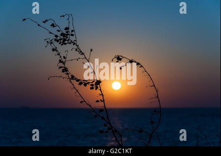 Sonnenuntergang mit Brach in Asien statt. Stockfoto