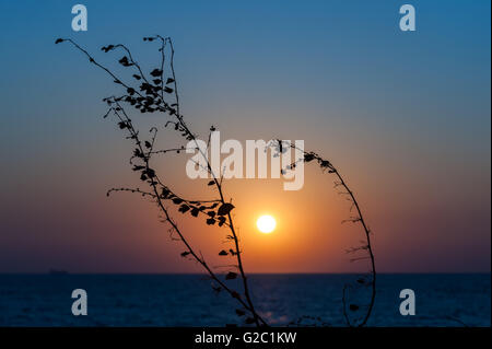 Sonnenuntergang mit Brach in Asien statt. Stockfoto