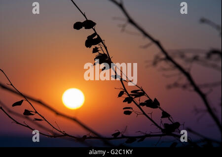 Sonnenuntergang mit Brach in Asien statt. Stockfoto