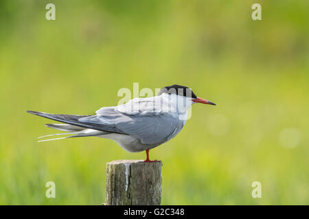 Seeschwalbe (Sterna Hirundo) thront auf einem Pfosten. Stockfoto