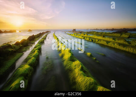 grüne Algen auf Felsen in Barrika Strand Stockfoto