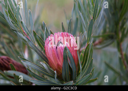 Das Protea Blume Closeup. Geringe Schärfentiefe Stockfoto