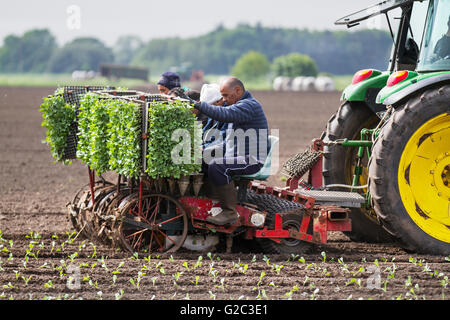 Burscough, Lancashire, UK. 27. Mai 2016. UK Wetter. Pflanzen Kopfsalat in Erwärmung der Böden. Eu-Staatsangehörige, die in den Bereichen pflanzen Salat ernten. Die salatschüssel von West Lancashire beschäftigt große Zahl von Arbeitsmigranten Ernte der Gemüse für lokale Firmen, Supermärkten und lokalen Unternehmen zu liefern. Der Verpflanzung der Sämlinge außerhalb erfolgt in der Regel in der zweiten Hälfte des Mai, obwohl sie bis Mitte Juli gepflanzt werden kann. Stockfoto