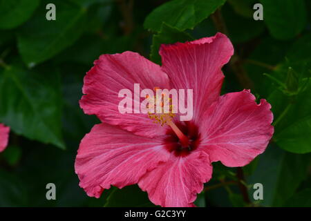 Hübsche rosa Hibiskus, tropischen Blumen. Stockfoto