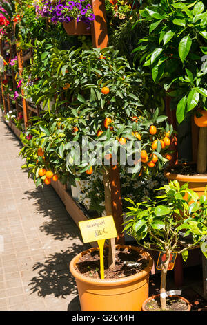 Spanien Katalonien Barcelona Eixample La Concepcio Kumquat & Orange Bäume für Verkauf Spezialist Blumenmarkt erbaut 1888 Stockfoto