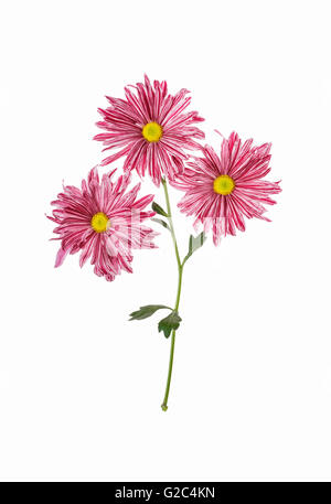 Chrysanthemen flach gelegt auf weißem Hintergrund Stockfoto
