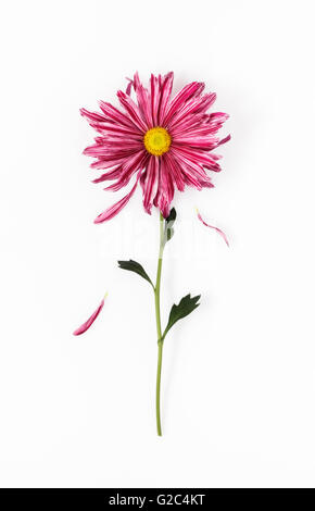 Einzelne Chrysantheme flach gelegt auf weißem Hintergrund Stockfoto